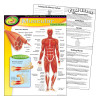 Trend Enterprises Human Body Learning Chart - The Muscular System (17" X 22")